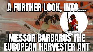 Messor Barbarus the European Harvester Ant, Care Guide Pt. 2
