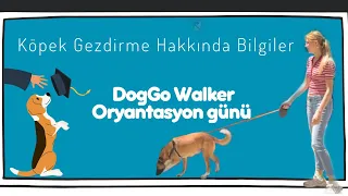 Köpek gezdirme hakkında bilgiler • DogGo Walker Oryantasyon günü 🐕📚🐕‍🦺 #köpek #doggo