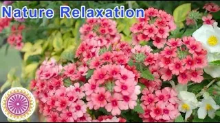 Nature Relaxation with Flower Garden Japan/Cinematic Vlog/stress relief with nature video/ gardening