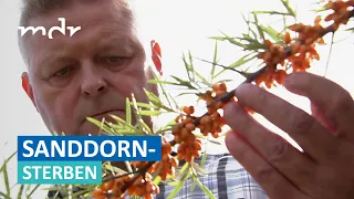 Der letzte Sanddorn? - Rätselhaftes Sträucher-Sterben in Norddeutschland | Umschau | MDR