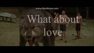 Twilight Wolves - What about love