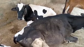 Bull and Cow Meeting  First time In my village