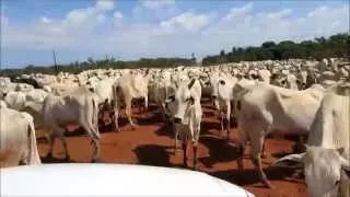 Comitiva de Gado em Querência, MT