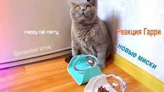 Реакция кота на новые миски / British cat Harry
