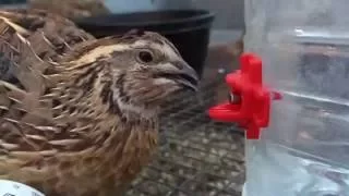 Quail drinking from our Side Mount Poultry Nipple in Slow Motion