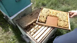 Строительная рамка в гнезде пчелиной семьи.