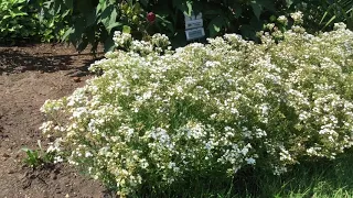 FESTIVAL STAR™ Gypsophila | www.gardencrossings.com