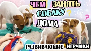 РАЗВИВАЮЩИЕ ПОИСКОВЫЕ ИГРУШКИ ДЛЯ СОБАК СВОИМИ РУКАМИ | ЧЕМ ЗАНЯТЬ СОБАКУ ДОМА?