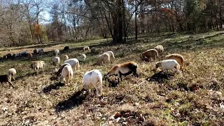 NO HAY OR GRAIN ALL WINTER FOR OUR PASTURE RAISED SHEEP