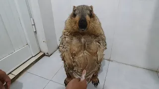 marmot is inanimate when bathing