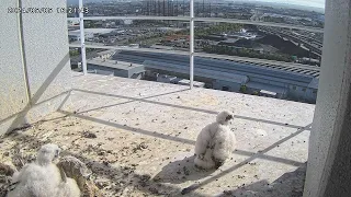 Osaka Peregrine Falcons/2024-05-05/ 3rd chick's first adventure!