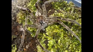 Dolomedes okefinokensis, Florida Fishing Spider Housing and care