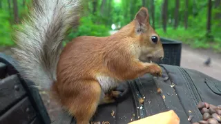 Копия забежала перекусить / Copy stopped by for a snack