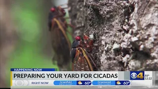 Preparing your yard for cicadas