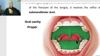 Anatomy of head and neck module in Arabic 87 (Oral cavity) , by Dr. Wahdan