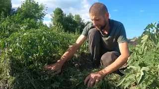 Помидоры без полива и лишних хлопот.