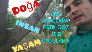 Antep fıstığı göz aşı yaşlı fıstığa uygulama tree grafting