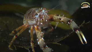 22 de mayo   Dia Mundial de la Biodiversidad 2024