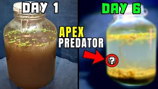 I caught THIS predator in a jar ecosystem...