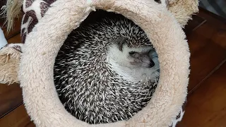 Very angry hedgehog. -clicking sounds