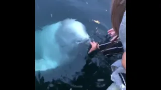 Девушка уронила iPhone в море, пытаясь сфотографировать белуху