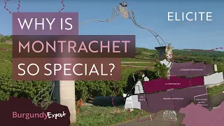 The Most Expensive White Wines In The World? A Guide To Montrachet Wines