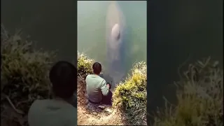 viral!!! arapaima fish eat humans