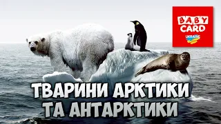 Двадцять тварин Арктики і Антарктики та їх голоси. Дітям про тварин Арктики та Антарктики