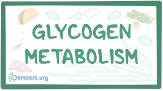 Glycogen metabolism