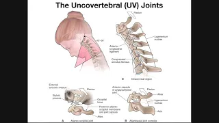 The Uncovertebral (UV) Joints of the Cervical Spine