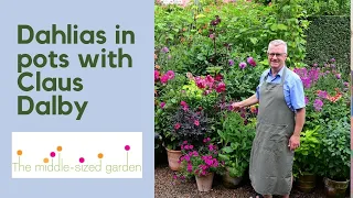 Claus Dalby on how to grow dahlias in pots and what to grow with them