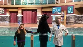 Sea Lion & Otter Spotlight at SeaWorld
