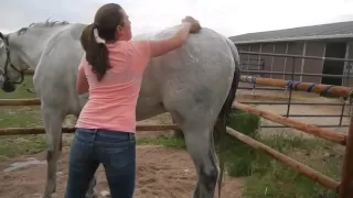 How to Bathe Your Horse