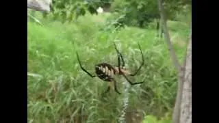 Garden Spider Capturing Grasshopper