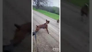 Donkey laughs a dog getting shocked by electric fence