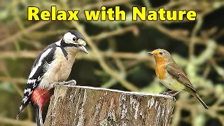 Videos for Cats ~ The Forest Bird Table ⭐ 8 HOURS ⭐ Relax with Nature