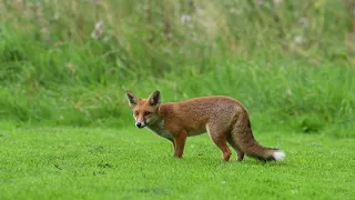 Fox eating at The Fox Hide Experience on 22nd August 2017