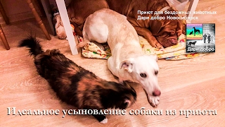 Собаку из приюта забрали домой | Идеальное усыновление бездомной собаки | animal shelter in Novosib