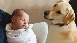 Собаки Впервые Встречают Малышей Подборка