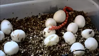 Corn Snake Hatching! New born corn snake emerges from its egg for the first time!