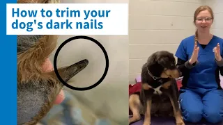 How to trim your dog's black nails safely and efficiently