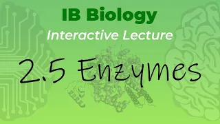 IB Biology 2.5 - Enzymes - Interactive Lecture