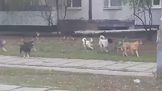 Свора собак терроризирует район