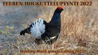 Teeren houkuttelupyynti 2022; Hunting- black grouse calling 2022