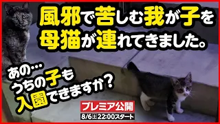 【子猫保護】「あの...うちの子も入園できますか？」母猫が我が子を連れて訪ねてきました