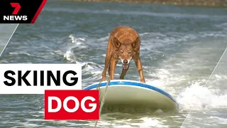 Chase the water skiing dog tearing up the water on the Gold Coast | 7 News Australia