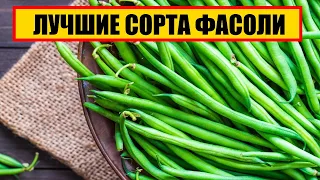 ЛУЧШИЕ СОРТА ФАСОЛИ || фасоль выращивание