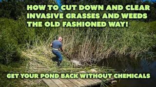 How to Cut Tall Weeds and Invasive Pond Grasses the OLD way with a Scythe! Phragmites australis