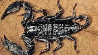 5 amazing facts about scorpion | 5 interesting facts  #shorts