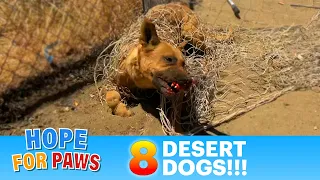 EIGHT desert dogs + police were called on us = it was intense! 8 !🥵 #story